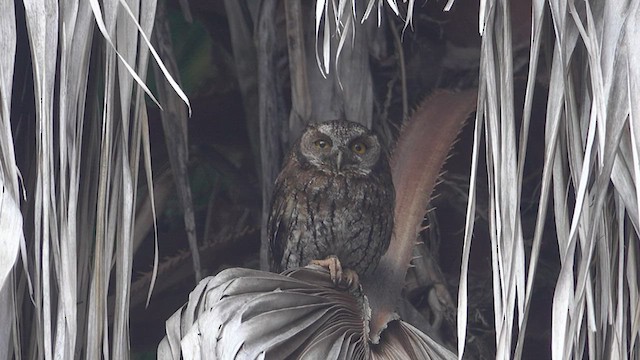 Koepcke's Screech-Owl - ML510932571