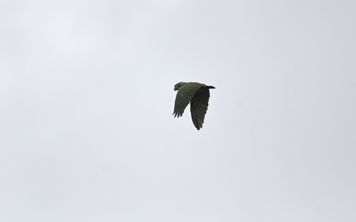 Speckle-faced Parrot (White-capped) - ML510934241