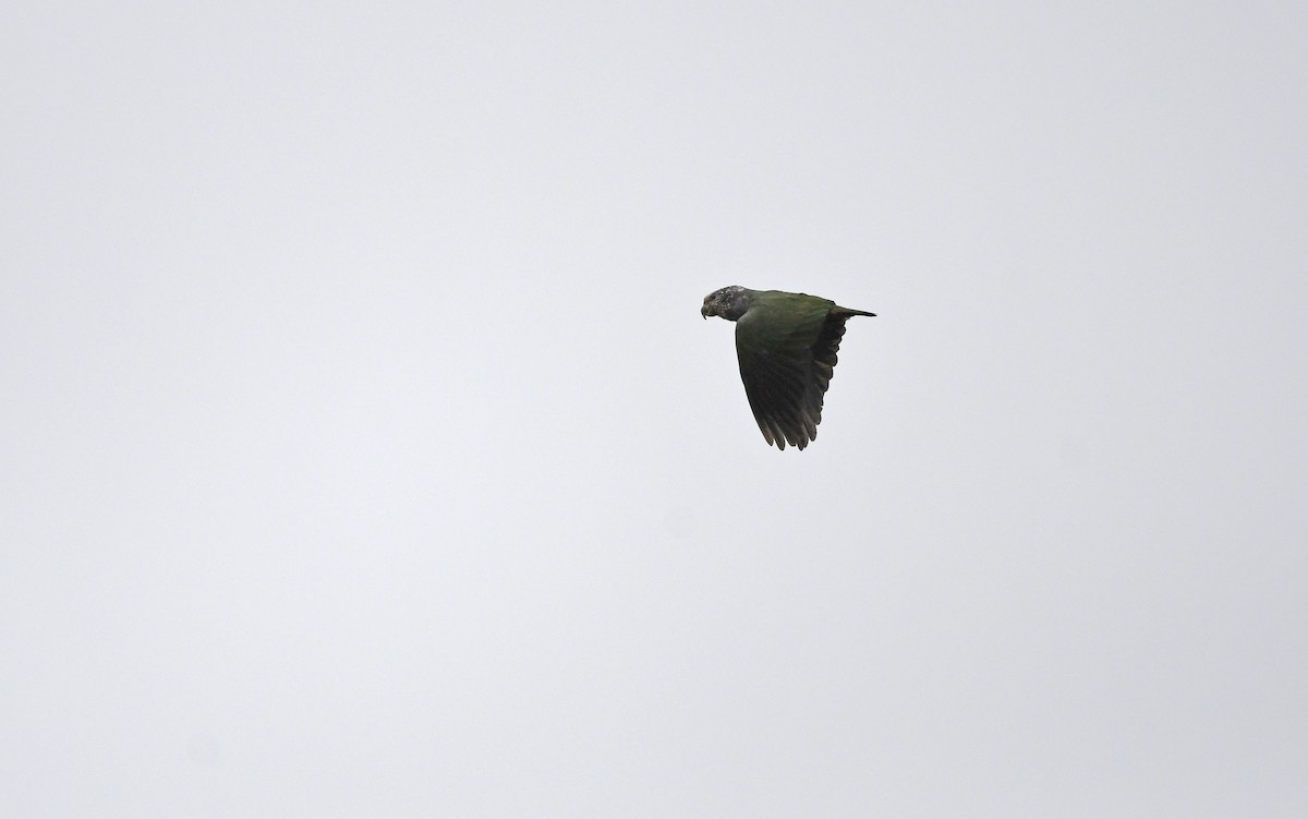 Speckle-faced Parrot (White-capped) - ML510934251