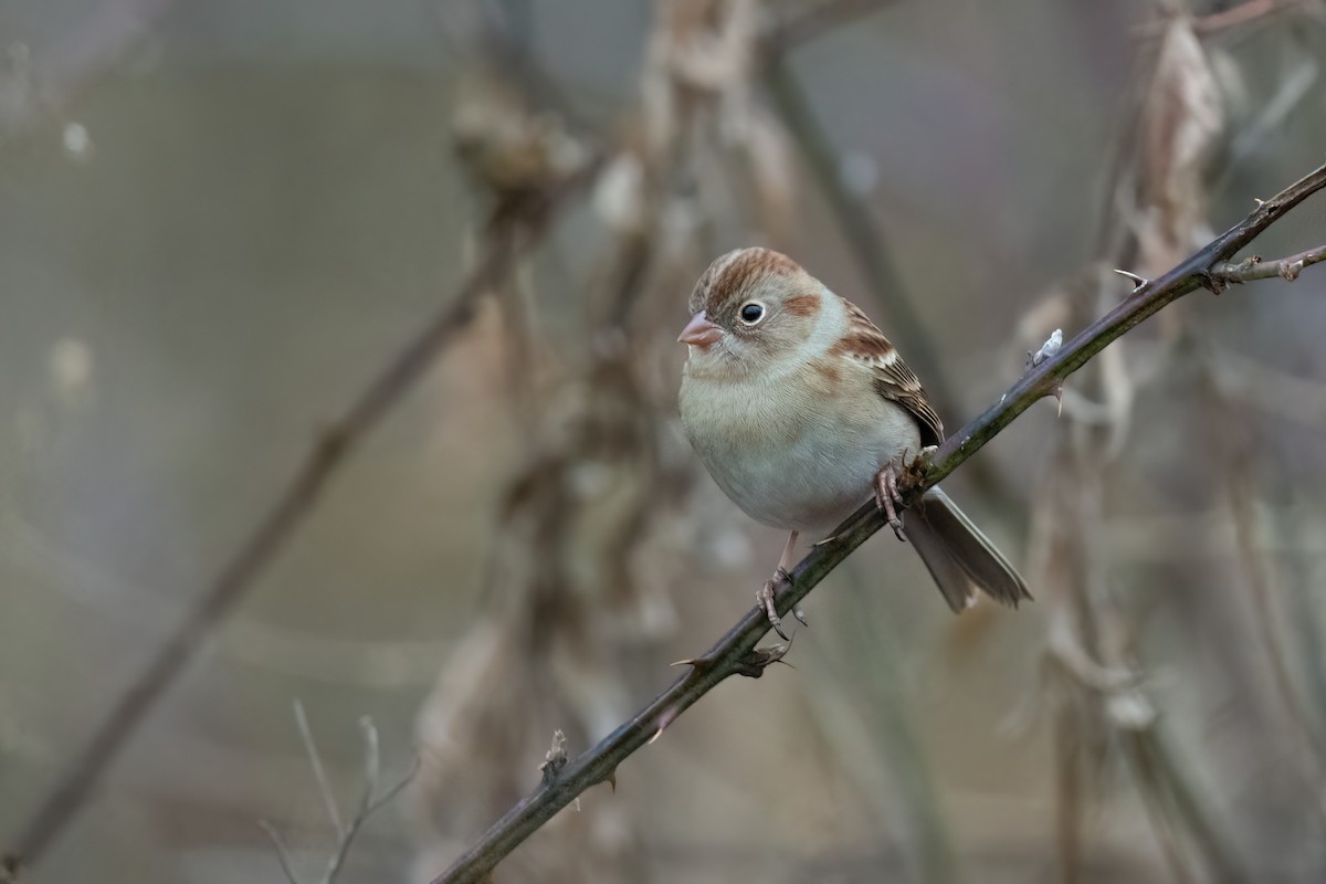 Field Sparrow - ML510935431