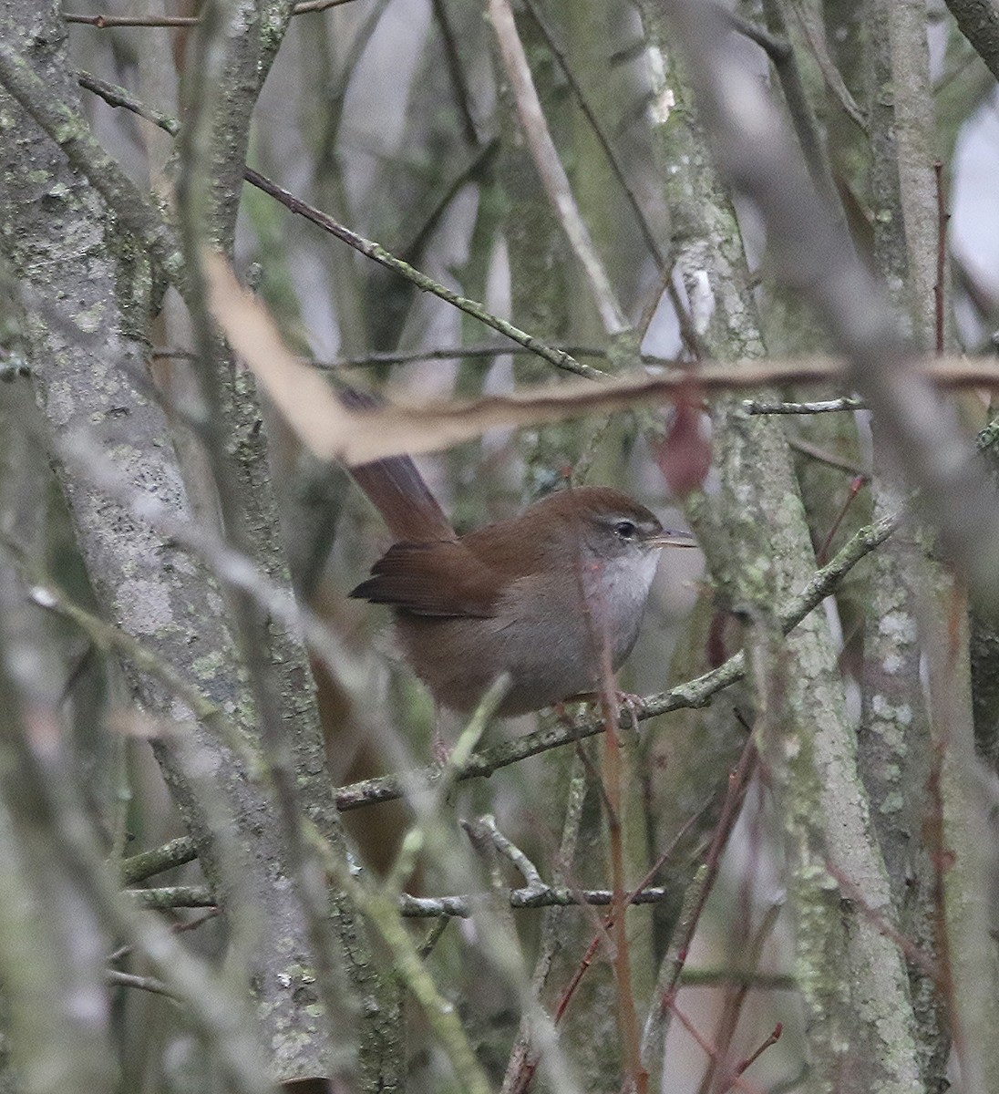 Cetti's Warbler - ML510935801