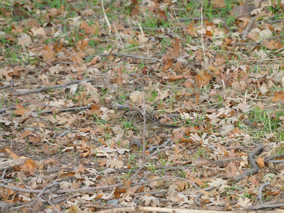 Golden-crowned Sparrow - ML510935821