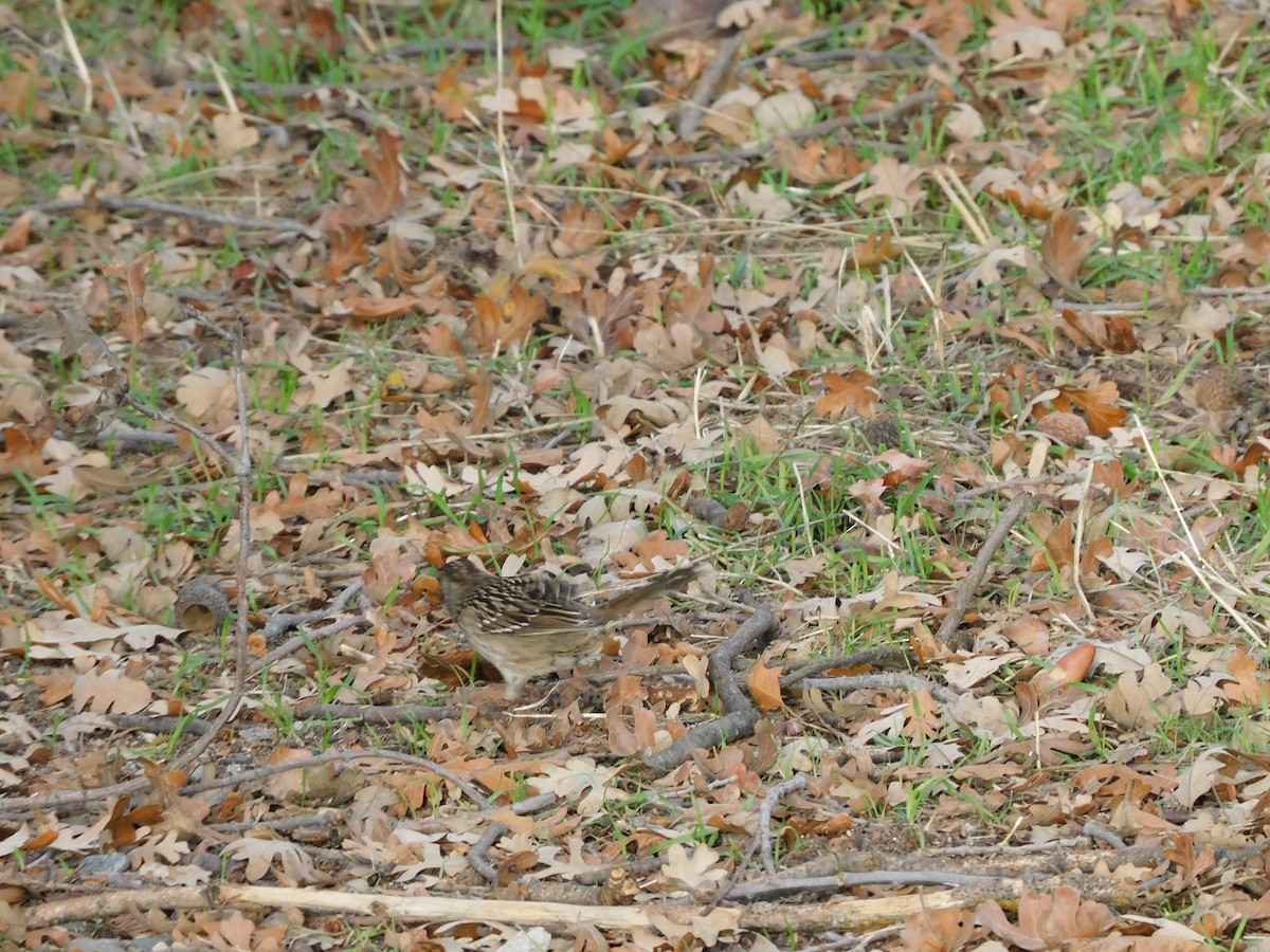Golden-crowned Sparrow - ML510935831