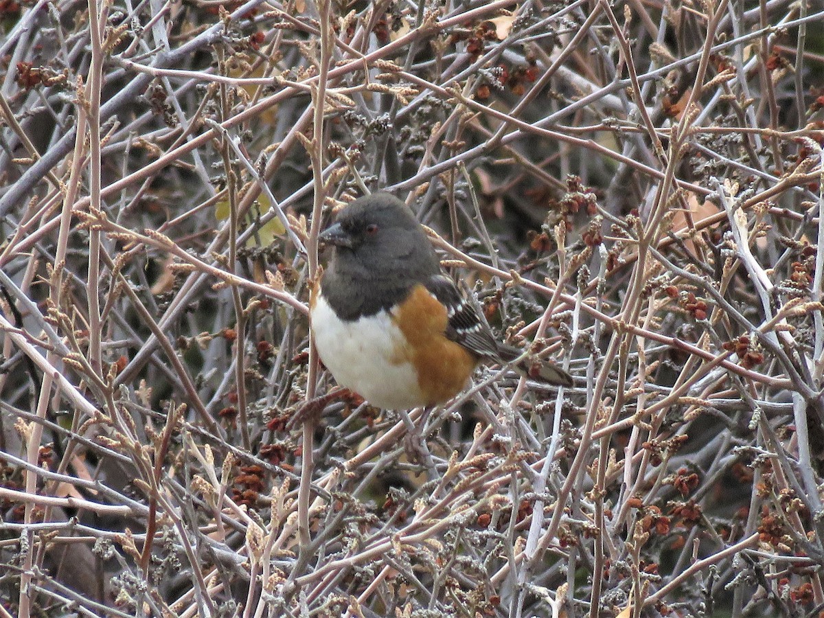 Spotted Towhee - ML510935891