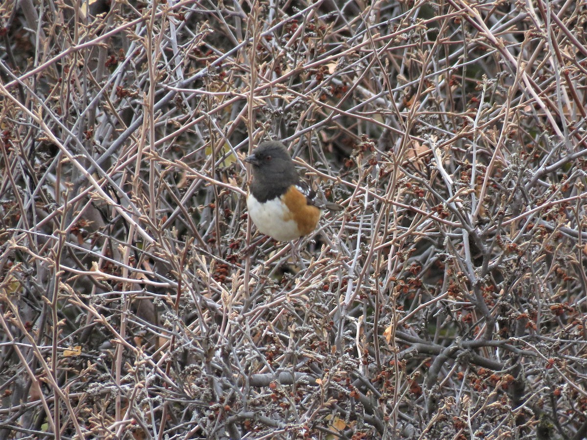Spotted Towhee - ML510935901