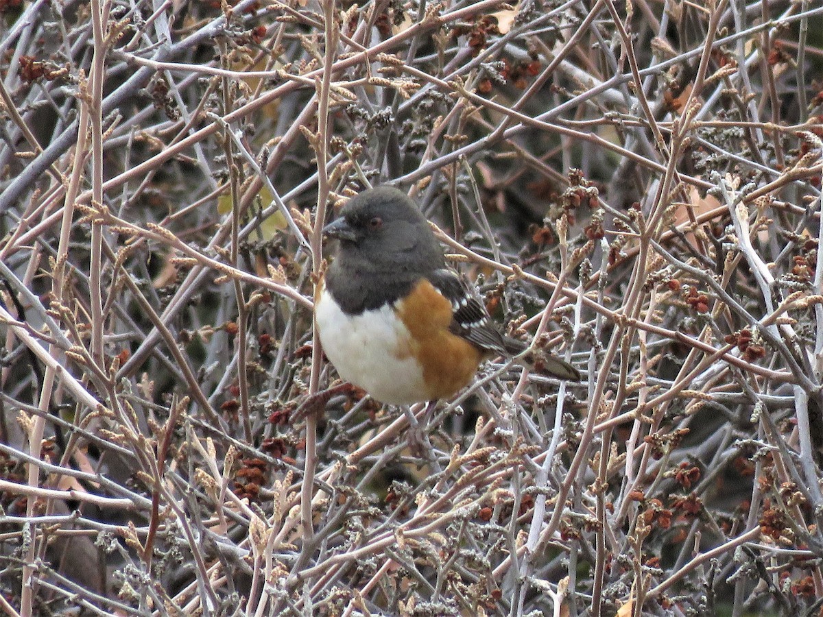 Spotted Towhee - ML510935911