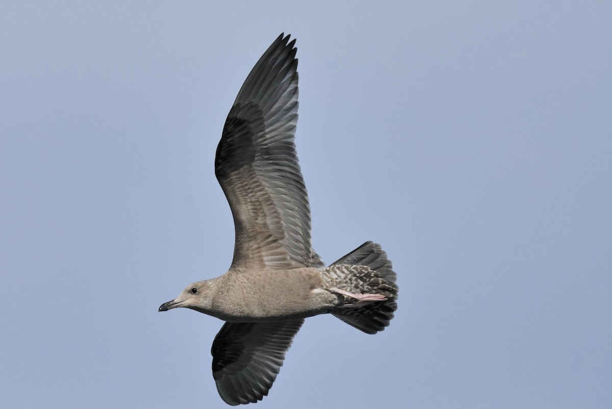 American Herring Gull - ML510937041