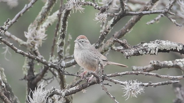 Rufous-crowned Sparrow - ML510937161