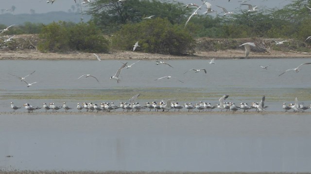 Lesser Crested Tern - ML510939171