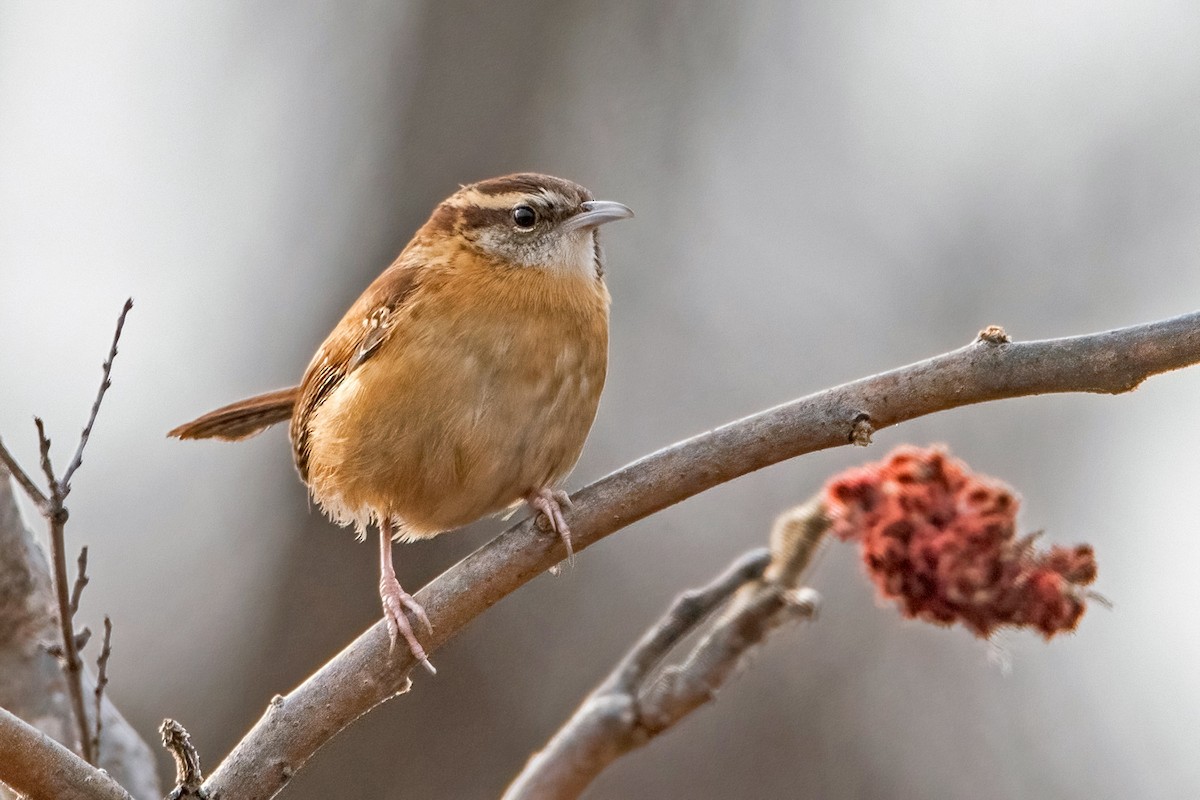 Carolina Wren - ML510940281