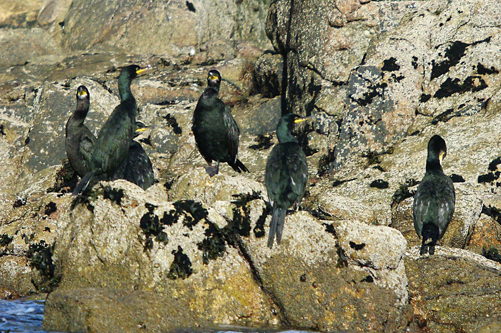 European Shag - ML510942311