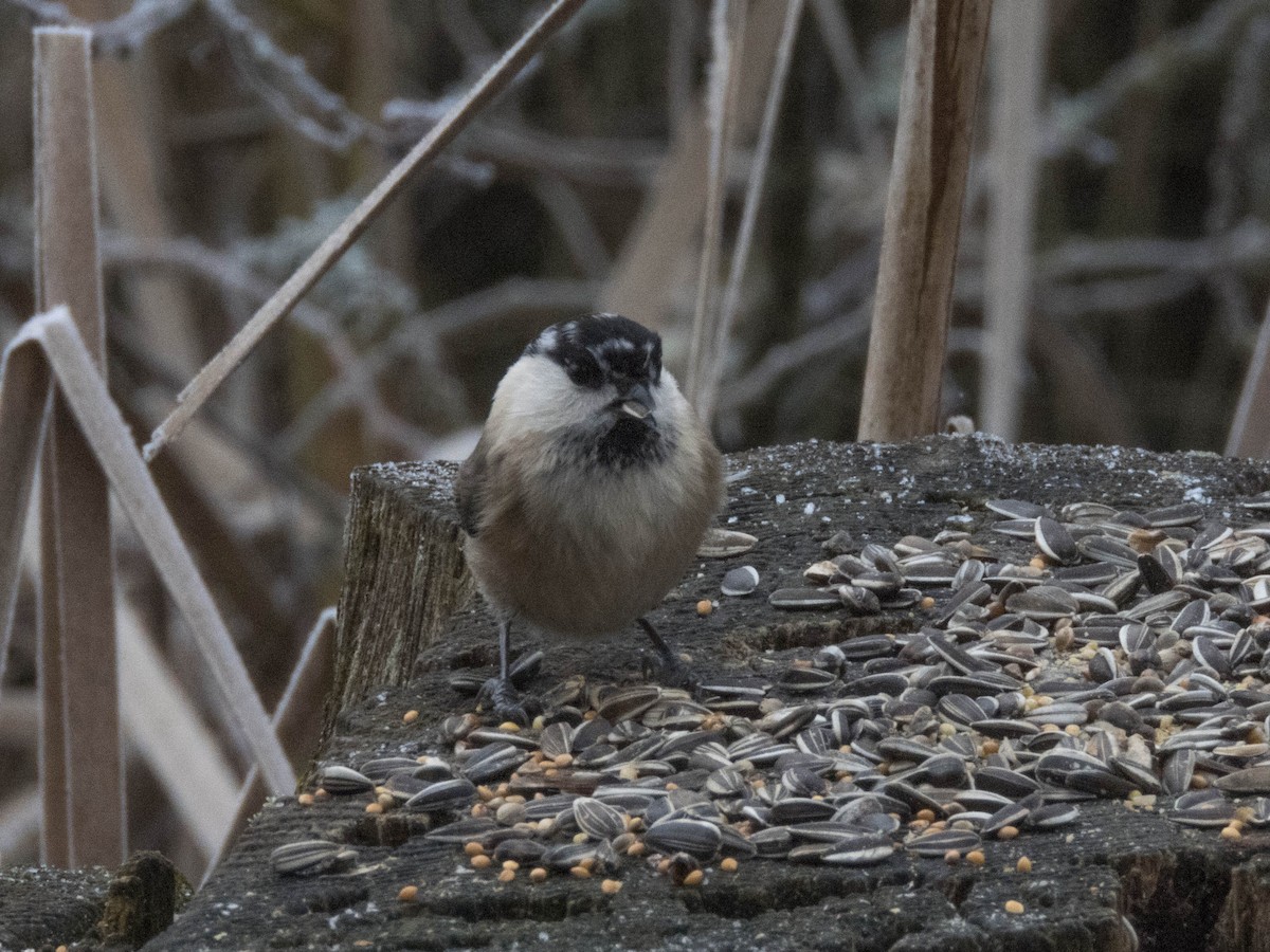 Willow Tit - ML510943491