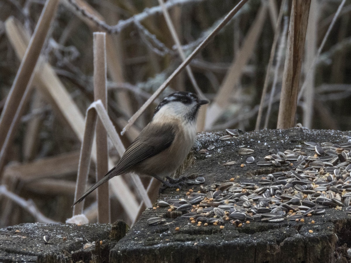 Mésange boréale - ML510943501