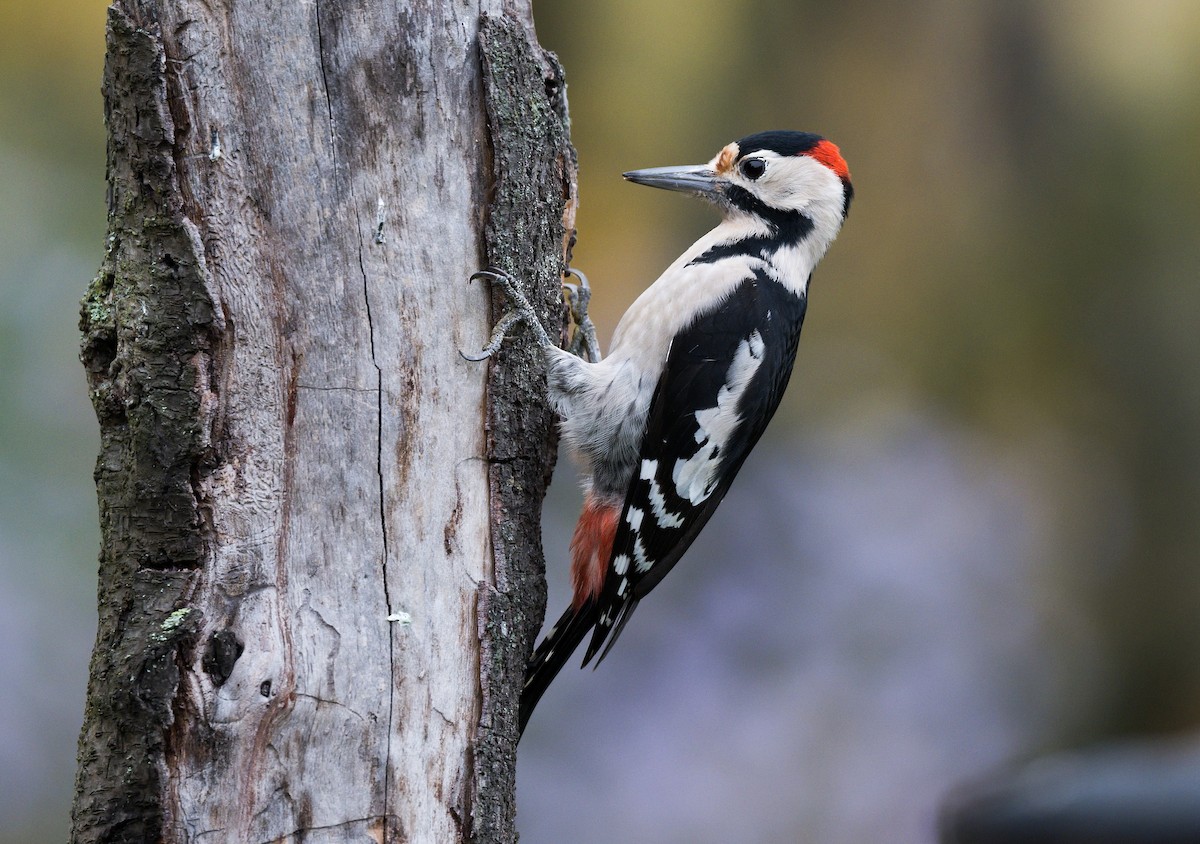 Syrian Woodpecker - Pavel Štěpánek