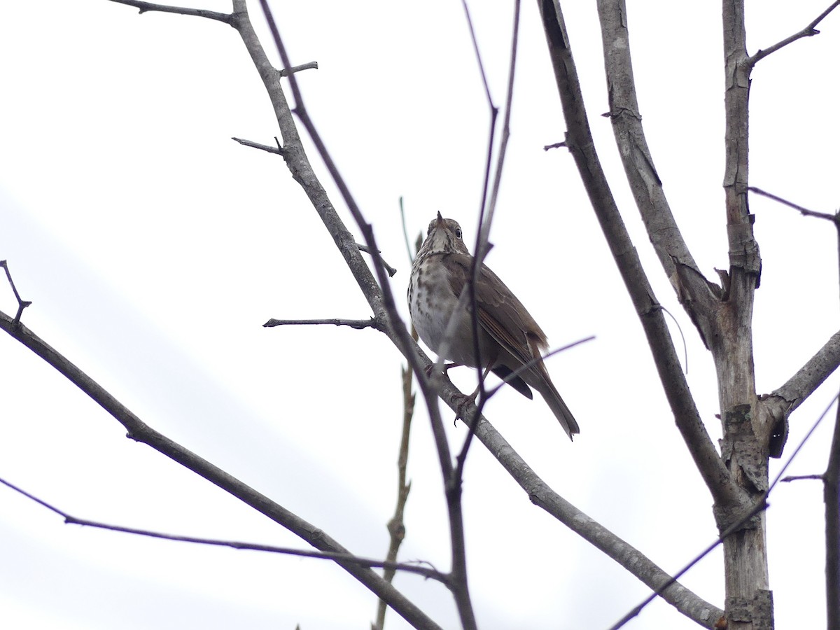 Hermit Thrush - ML510945301