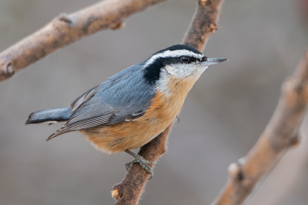 Red-breasted Nuthatch - Sue Barth