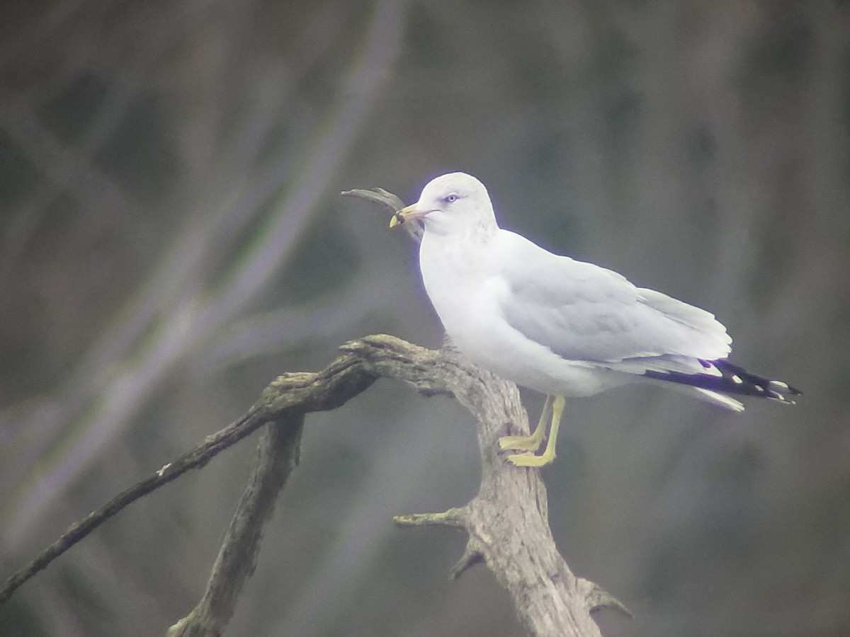 Ring-billed Gull - ML510946261