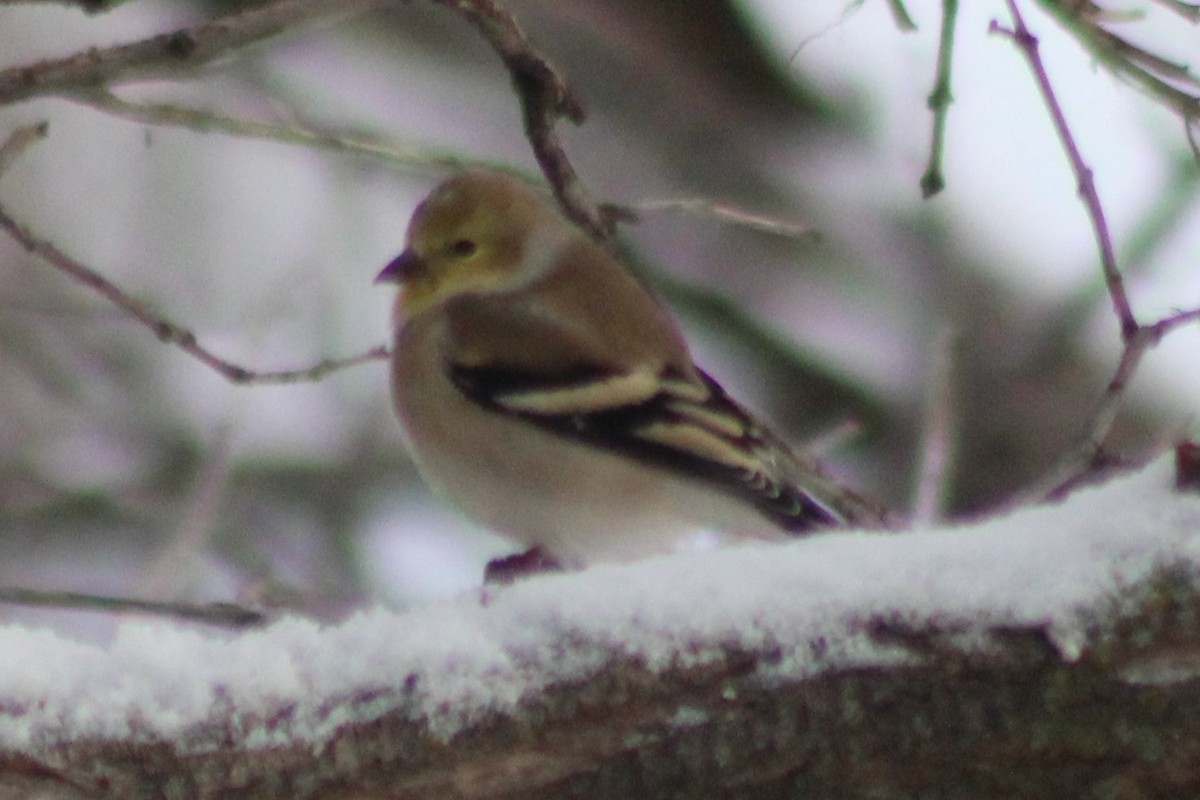 American Goldfinch - ML510946601