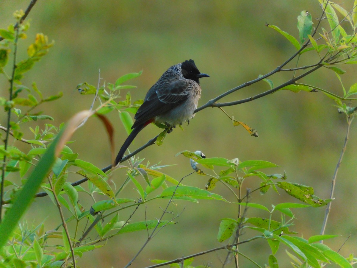 Red-vented Bulbul - ML510947331