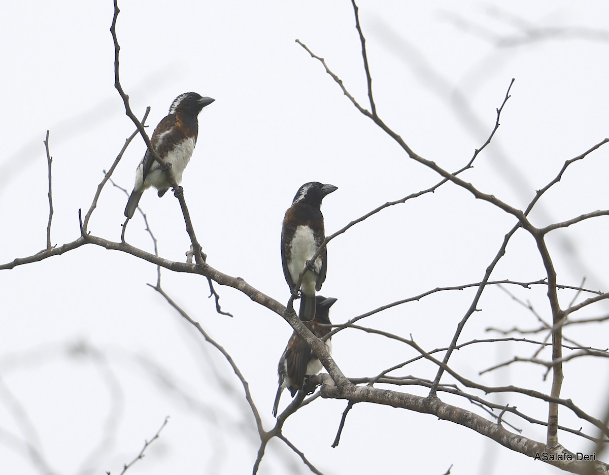 White-eared Barbet (White-eared) - Fanis Theofanopoulos (ASalafa Deri)