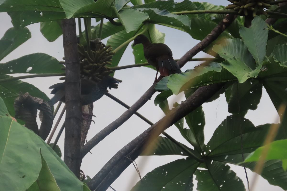 Speckled Chachalaca (Speckled) - ML510948771