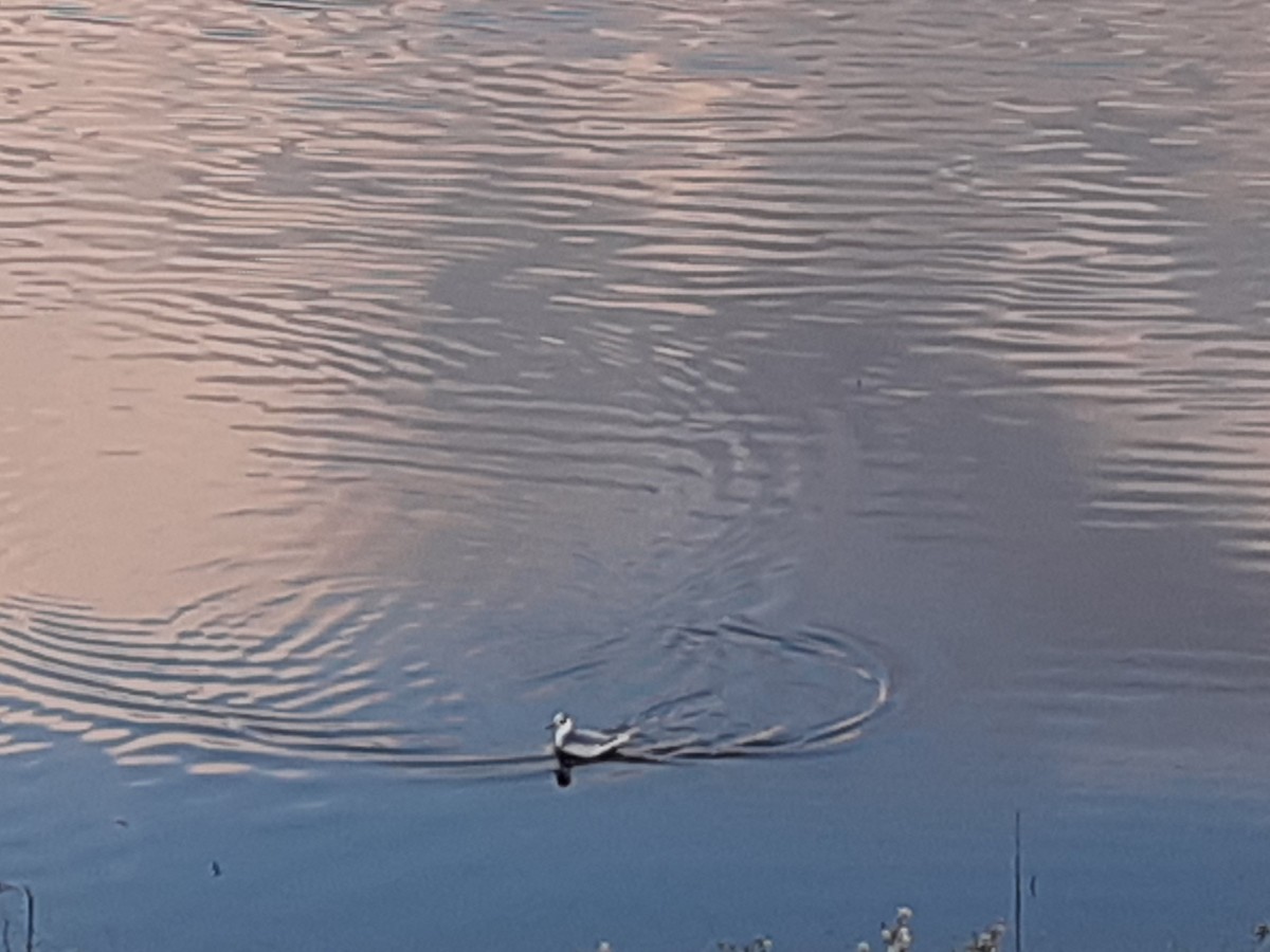 Red Phalarope - ML510949051