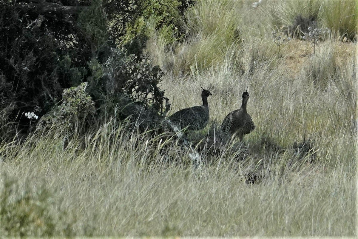 Elegant Crested-Tinamou - ML510950291