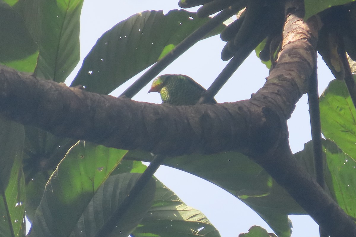 Scarlet-breasted Fruiteater (squamipectus) - ML510951281