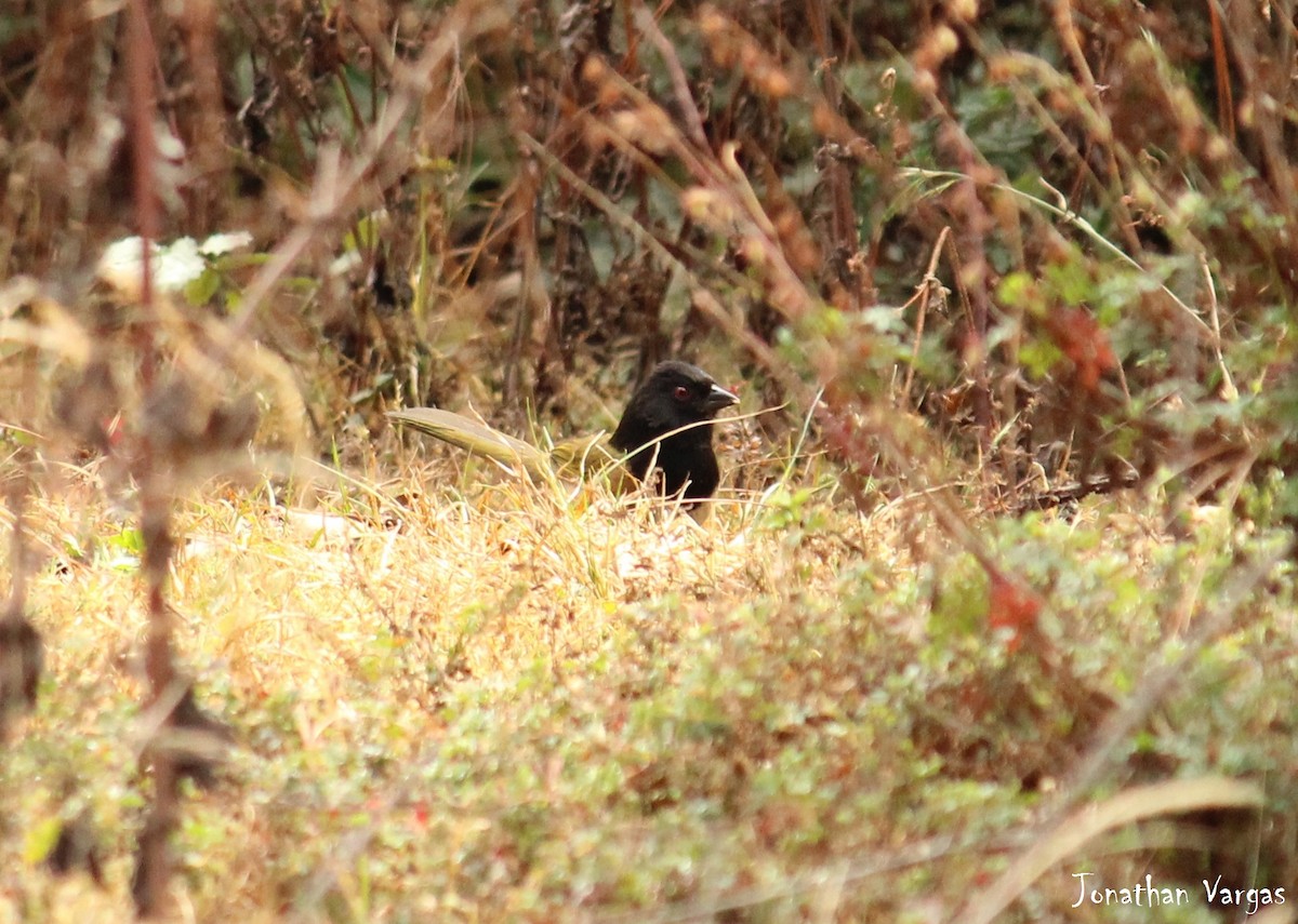 Spotted Towhee (Olive-backed) - Jonathan Vargas