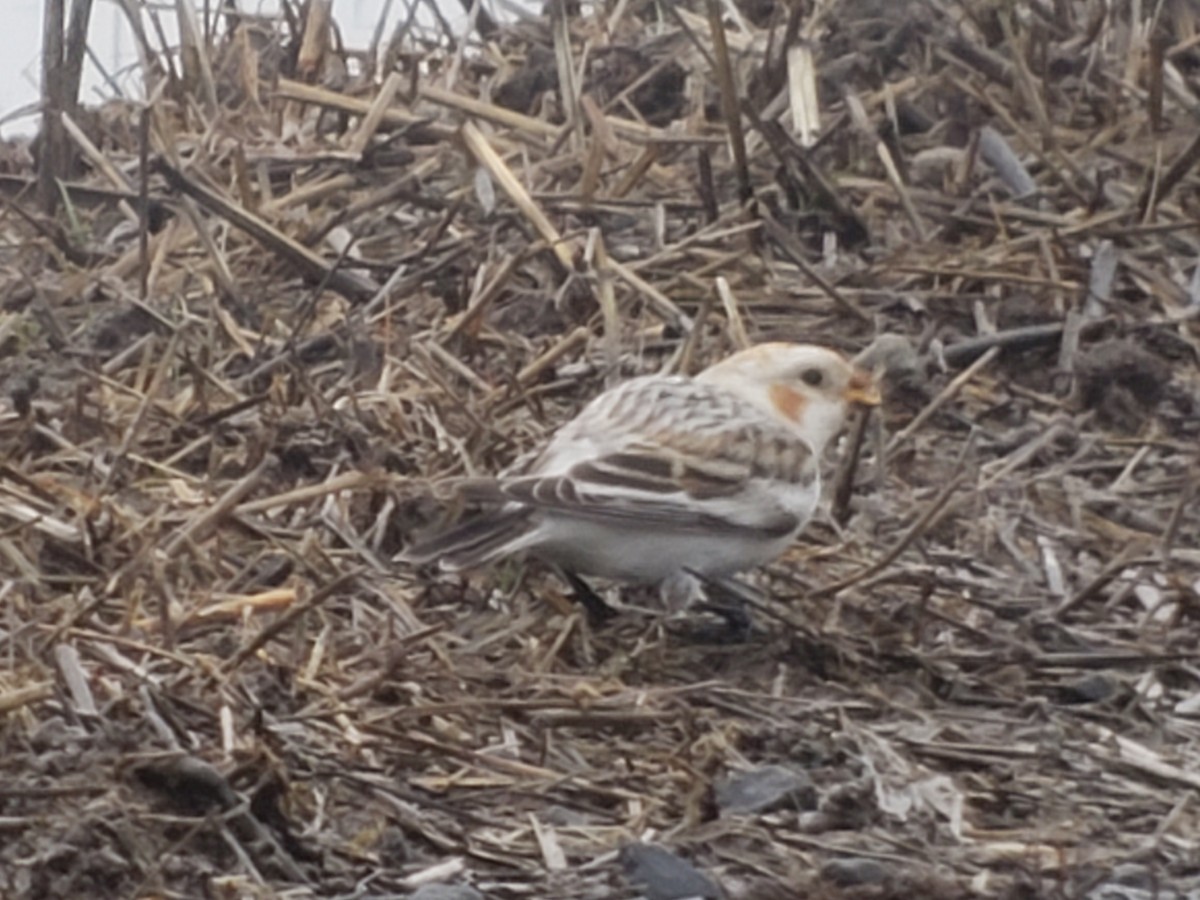 Snow Bunting - ML510954991