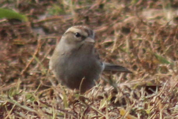 Chipping Sparrow - ML510956321