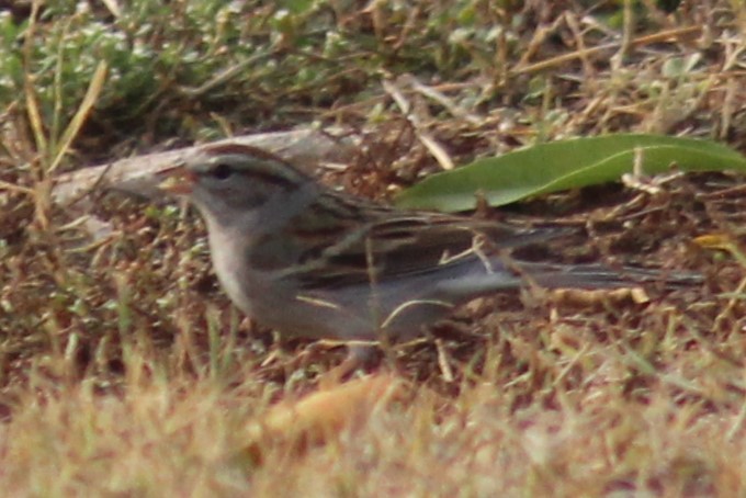 Chipping Sparrow - ML510956331