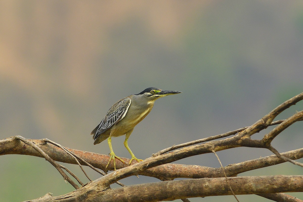 Striated Heron - Mayur Patel