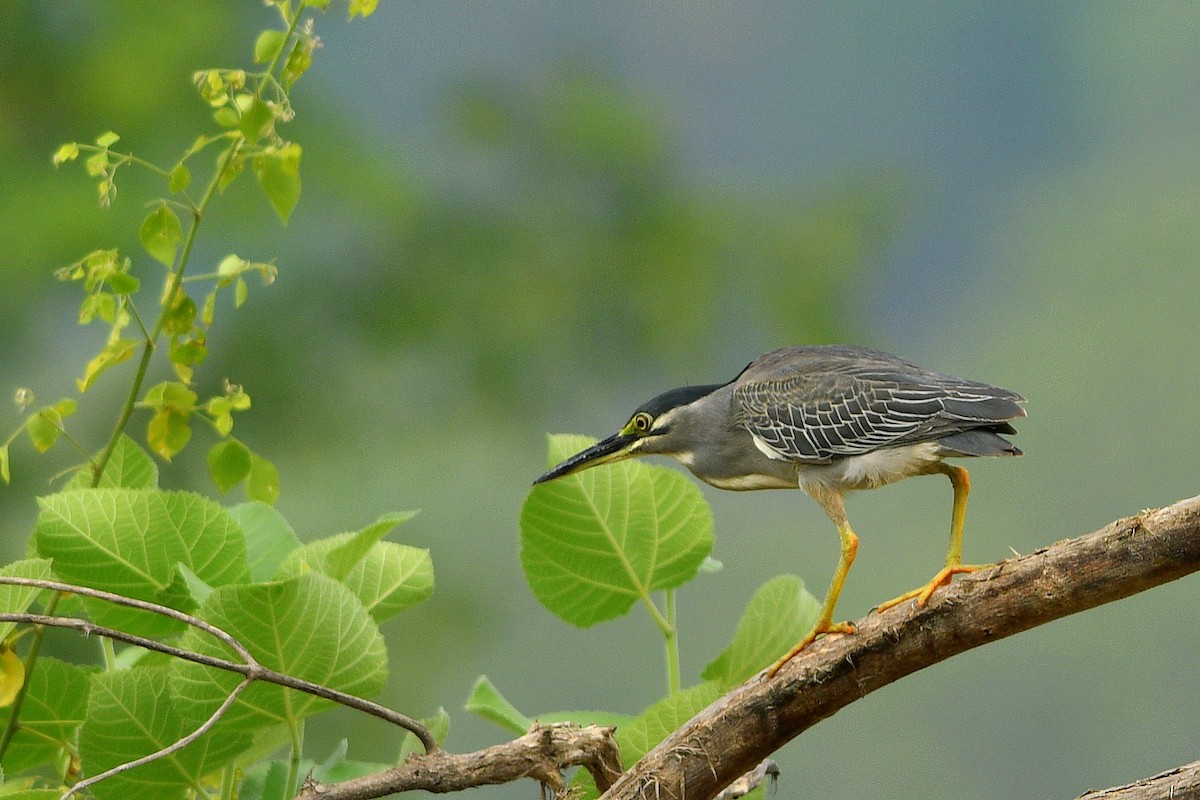 Striated Heron - ML510957261