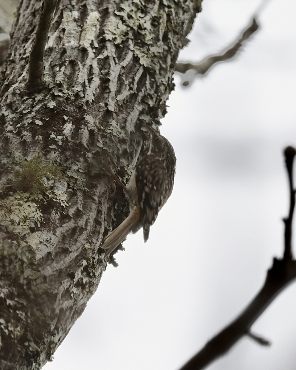 Brown Creeper - ML510957451