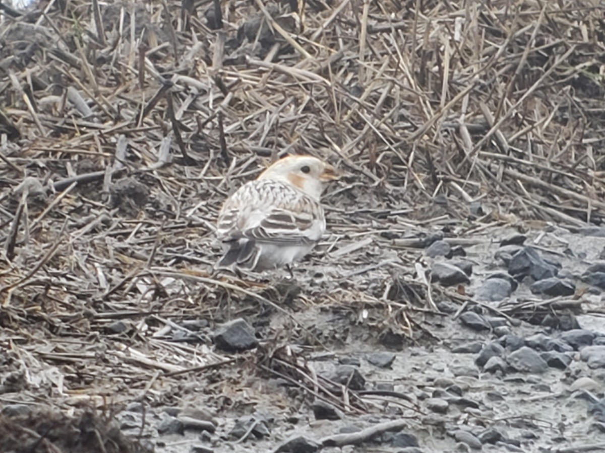 Snow Bunting - ML510959421
