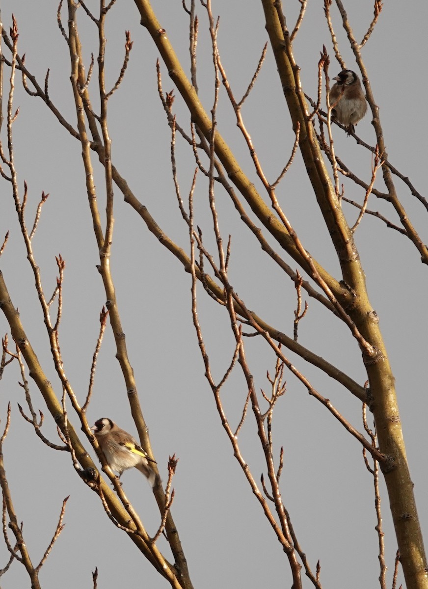 European Goldfinch - ML510959731