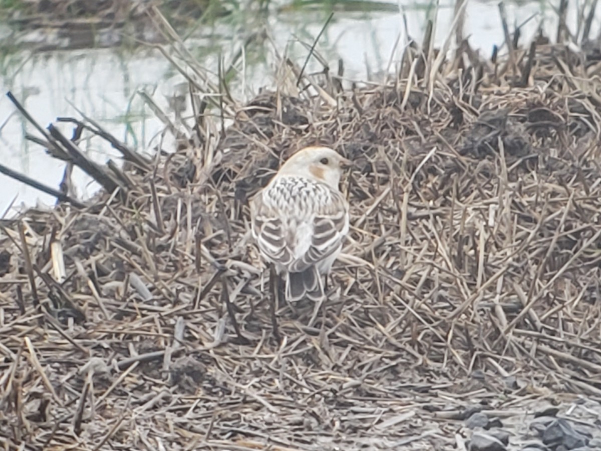 Snow Bunting - ML510959841