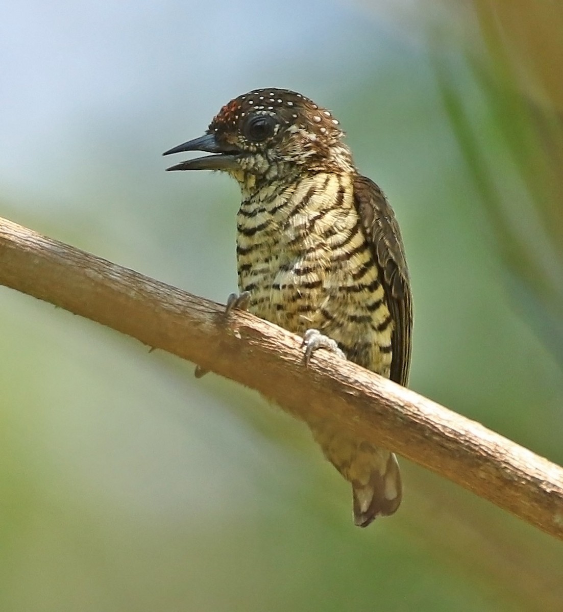 Lafresnaye's Piculet - ML510959921