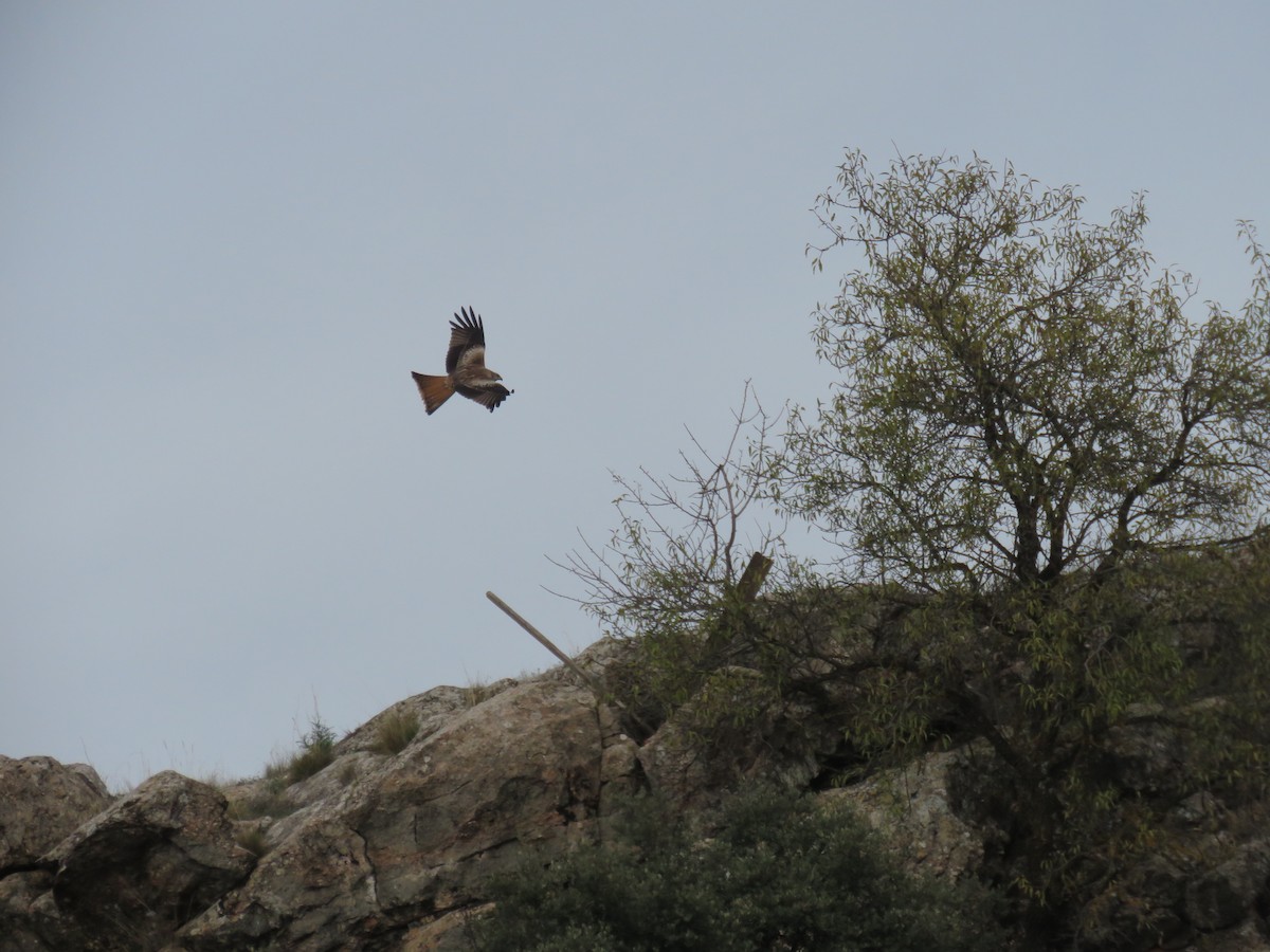 Red Kite - ML510960301