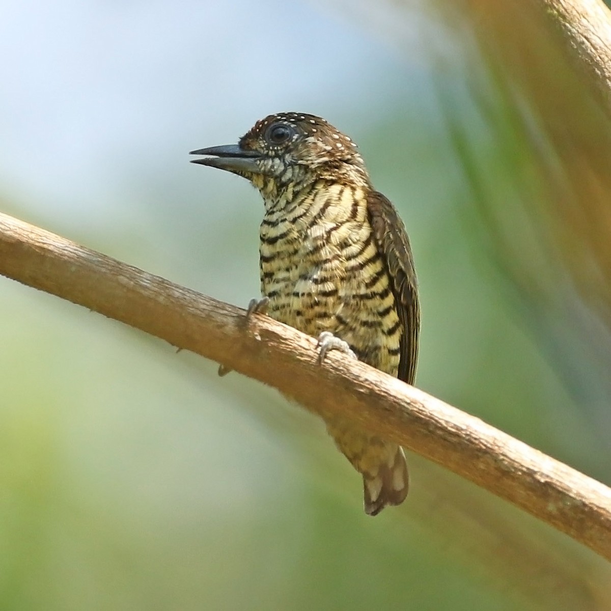 Lafresnaye's Piculet - ML510961281