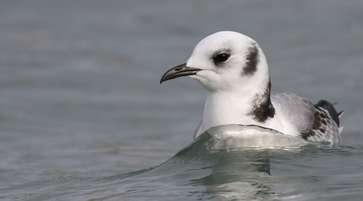 Black-legged Kittiwake - ML510961301