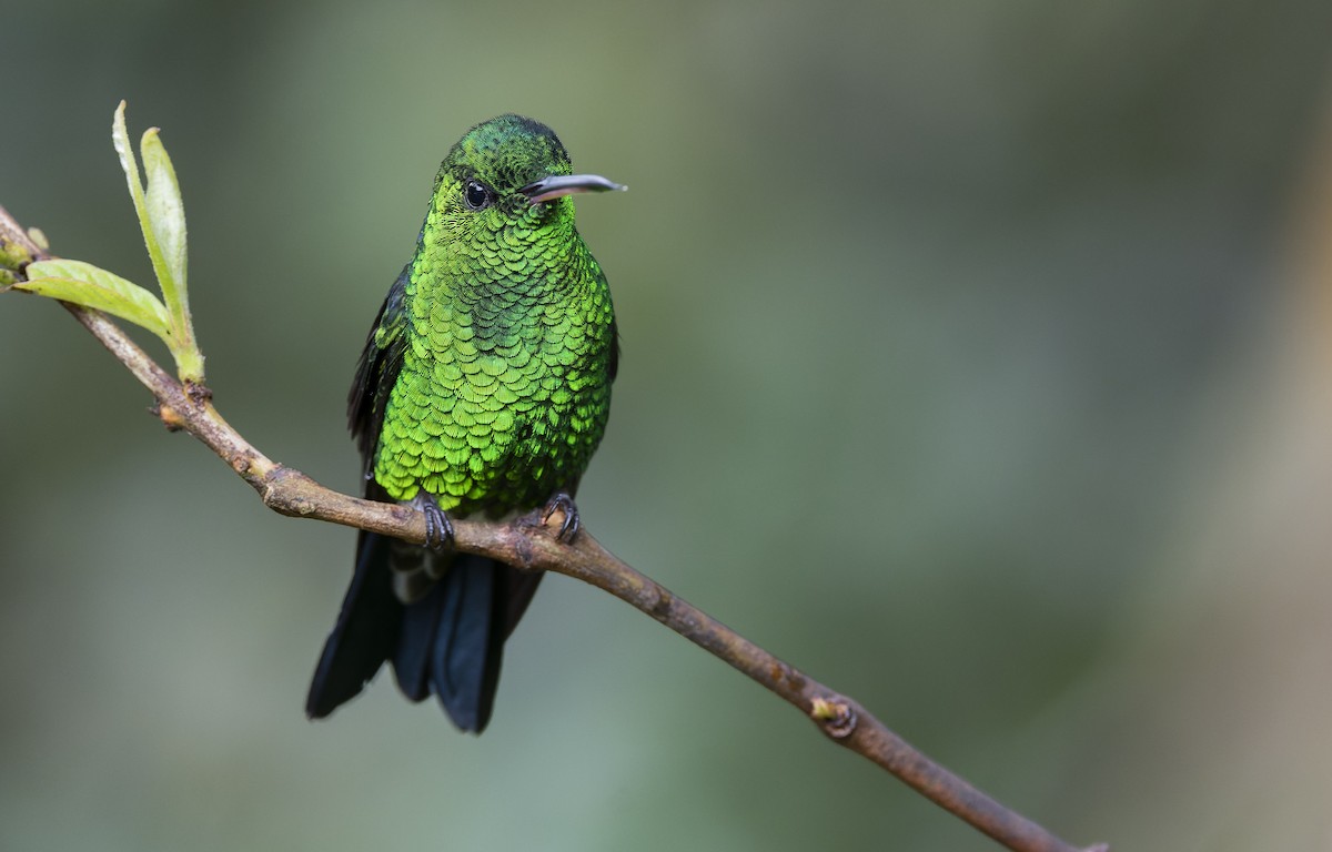 Steely-vented Hummingbird - ML510961591