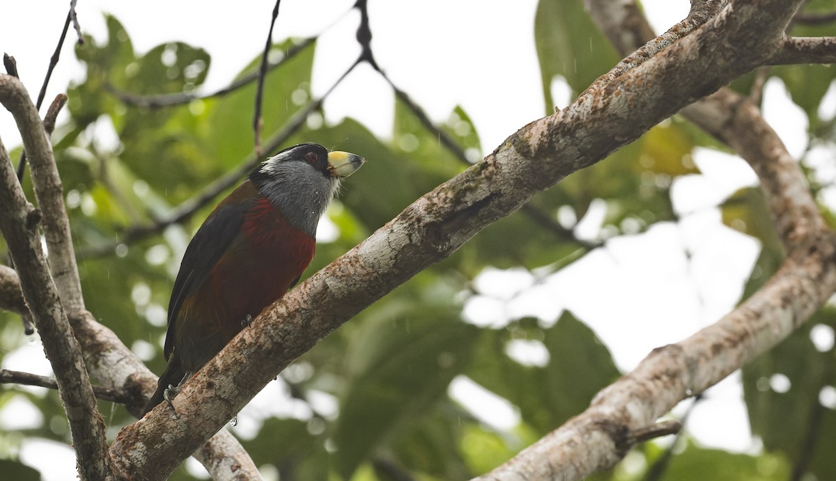 Toucan Barbet - Marky Mutchler