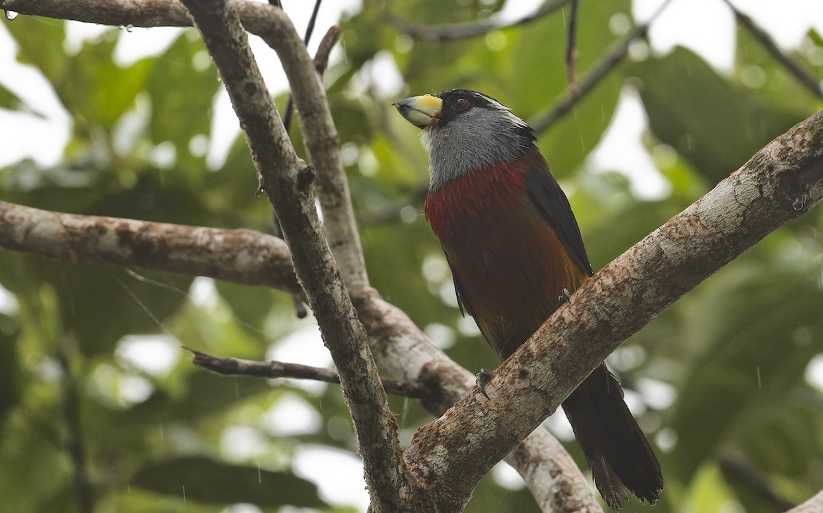 Toucan Barbet - Marky Mutchler