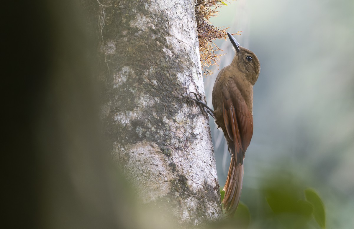 Tyrannine Woodcreeper - ML510961881