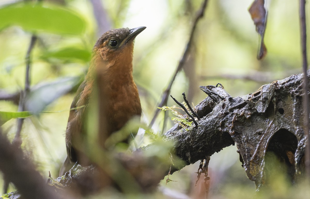 Chestnut-breasted Wren - Marky Mutchler