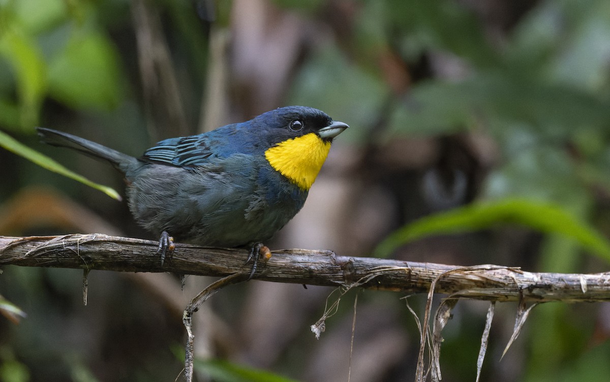 Purplish-mantled Tanager - ML510963401