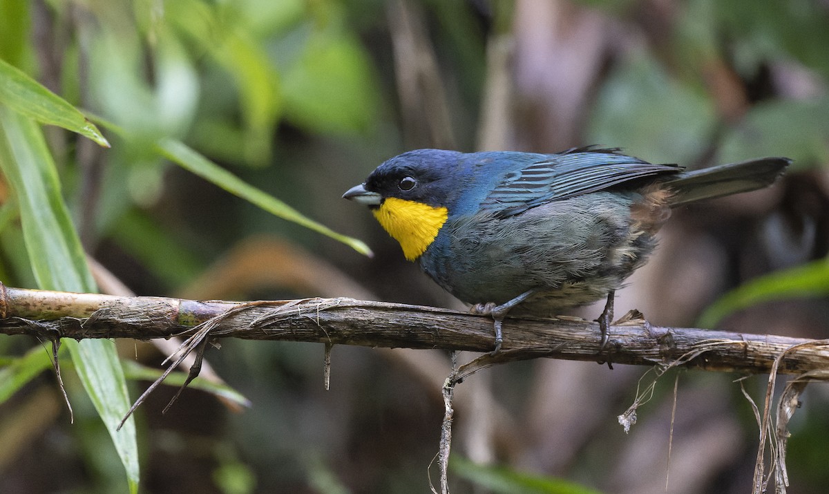 Purplish-mantled Tanager - Marky Mutchler