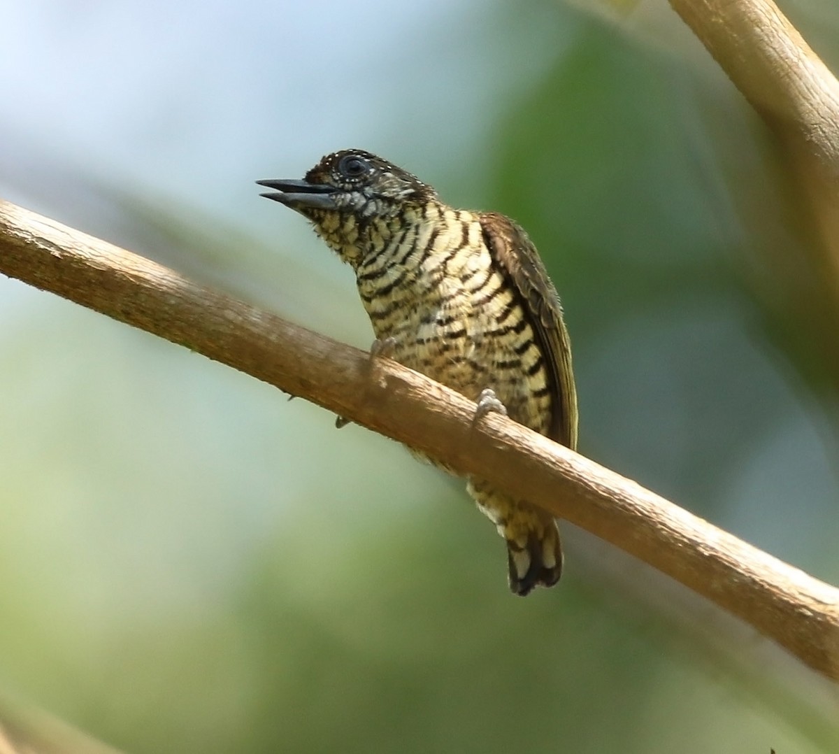 Lafresnaye's Piculet - ML510963751